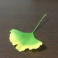 イチョウの葉で作った 蝶 が想像以上の完成度 落ち葉1枚で簡単にできる作り方が話題に ねとらぼ
