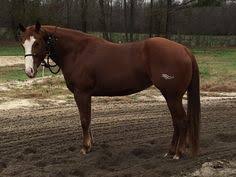 Check spelling or type a new query. 13 Freeze Branding Ideas Horse Brand Branding Horses