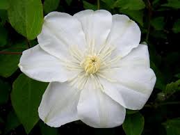 We did not find results for: Clematis Guernsey Cream Brushwood Nursery Clematis Specialists