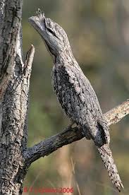 Small Bird With Big Mouth Pin On Aves