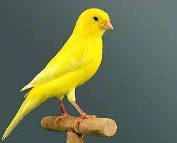 Canario Amarillo Intenso Pajaros Canarios Domesticos Pajaros Amarillos Aves De Colores Aves Pajaros