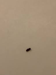 Check spelling or type a new query. Tiny Bugs In Light Fixtures Help Hometalk