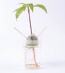 This technique will make the plant rounder. How To Grow Avocado Plants From Pits Apartment Therapy