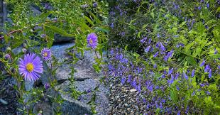 Image result for Pycnostachys parvifolia