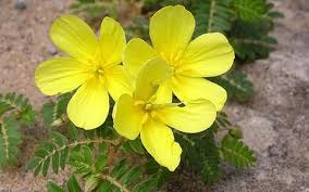 tat-le : Cây tật lê: Viagra thiên nhiên dễ kiếm, mọc hoang ở Việt Nam