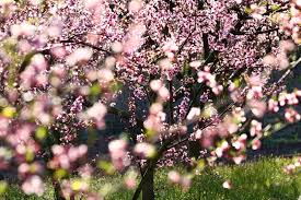 The best flowering trees for residential gardens. The 5 Top Fruit Trees For New Jersey Trees Unlimited