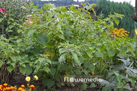 Image result for Physalis peruviana