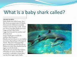 Shark Scavenger Hunt Review Ppt Download