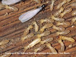 Greg the salesperson was very helpful and nice. Termite Control How Do Termites Infest Your Home