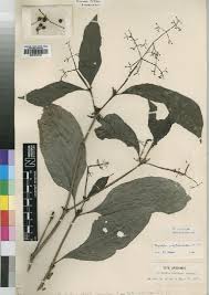 Image result for Psychotria vogeliana