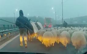 Ce se interzice pe autostrada? Video Cu TurmÄƒ De Oi Pe Autostrada Soarelui Prin CeaÅ£a DensÄƒ Cioban CÄƒtre Un Sofer Revoltat Branza IÅ£i Place