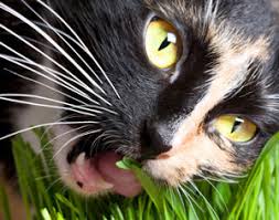 Cats aren't able to digest a large quantity of grass because they do not have enough enzymes to do that. Why Do Cats Eat Grass