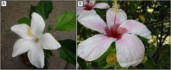 Image result for Disperis sp. nov. aff. macowanii