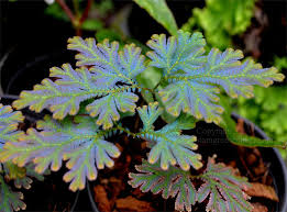 Image result for Selaginella soyauxii