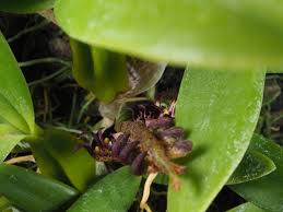 Image result for Bulbophyllum scaberulum