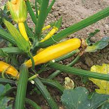 Home / c to d / courgette atena polka f1 courgette atena polka f1 € 2.50 description. Courgette Atena Polka F1 Seeds From D T Brown
