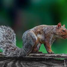 Angry Squirrel Squirrel Animals Angry