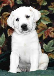 Breeders and other persons who sell pets in the regular course of business are required to get a sales tax permit and to collect tax. White Lab Puppy 3 Labrador Retriever Labrador Labrador Dog