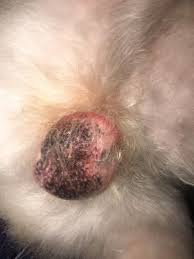 Image result for scrotum dog skin peeling