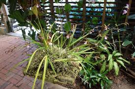 See full list on orchidsmadeeasy.com Photo Of The Entire Plant Of Florida Butterfly Orchid Encyclia Tampensis Posted By Mellielong Garden Org
