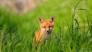 Wallpaper cute baby fox pictures. Hd Cute Baby Fox Computer Wallpapers Hd 1080p Full Size Desktop Background