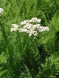 Achillea Millefolium In 2020 Achillea Millefolium Plants Achillea