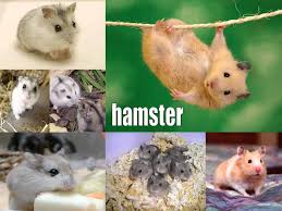 El Abc De Los Animales Animales Con Todas Las Letras Del Abecedario Youtube