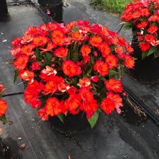 Image result for Impatiens stuhlmannii