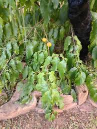 Image result for Vangueria randii