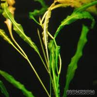 Image result for Potamogeton richardii