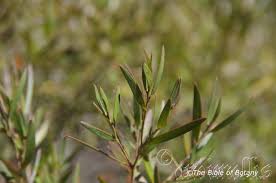 Image result for Lipocarpha nana