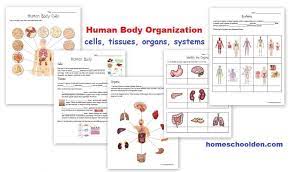 Human Body Cells Tissues Organs Systems Homeschool Den