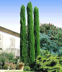 Echte Toskana Saulen Zypresse 1 Pflanze Bepflanzung Zypressen Toskana Zypresse