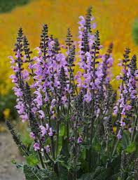 Color Spires Pink Dawn Perennial Salvia Salvia Hybrid Perennials Salvia Flowers Perennials