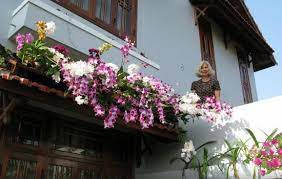 Orchids on a small carport green roofs appeared in the first few years. Orchid Flower On Roof Picture Of The Hoi An Orchid Garden Villas Tripadvisor