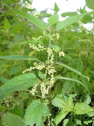 Image result for Urtica massaica