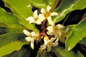 Image result for Pittosporaceae