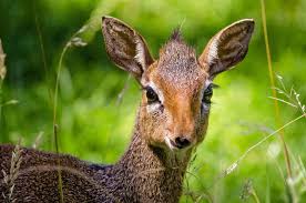 Having a super exotic (or even kind of exotic) pet means that when (not if but when). Dik Dik Know Your Critter