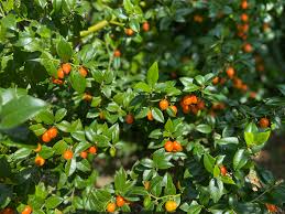 Image result for Cassinopsis ilicifolia