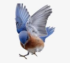 Check spelling or type a new query. 261055341007212 Beautiful Birds Flying Videos Free Transparent Png Download Pngkey