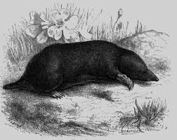 La présence des taupes au sein de votre jardin vous agace considérablement et vous cherchez des moyens efficaces pour en finir avec ces bestioles ? De La Taupophilie Savoir Topophile