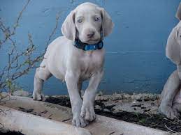 Browse females looking for a stud. Weimaraner Puppy For Sale In Amorita Ok Adn 72077 On Puppyfinder Com Gender Male Age 7 Wee Weimaraner Puppies For Sale Weimaraner Puppies Weimaraner Puppy