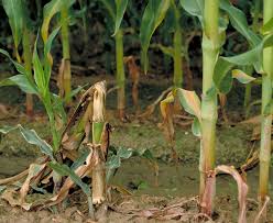 Recommendation if silage corn turns purple. Bacterial Stalk Rot In Corn