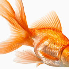 Maybe you would like to learn more about one of these? Memories Of Goldfish Flushing Toilets In 60s Holborn Letters The Guardian