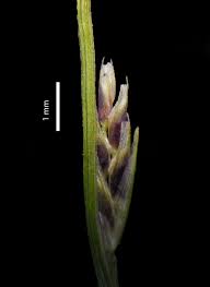 Image result for Tripogon