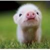 Pigs that live in cool, covered environments stay very clean. 1