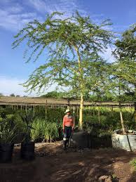 Image result for Acacia xanthophloea