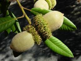 Image result for Daknopholis