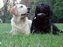 Through trial and research, we strive to produce the best lines of field champions, hunting, show, and. Labrador Retriever Coat Colour Genetics Wikipedia
