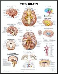 The Brain Anatomical Chart Poster Print Mounted Print